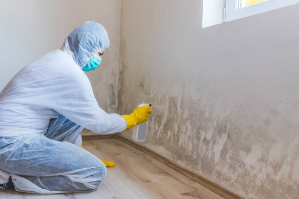 Licensed Black Mold Removal service in Pennington, NJ - WQB Mold Removal