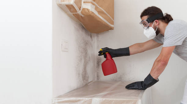 Professional Black Mold Removal technician working in Pennington, NJ