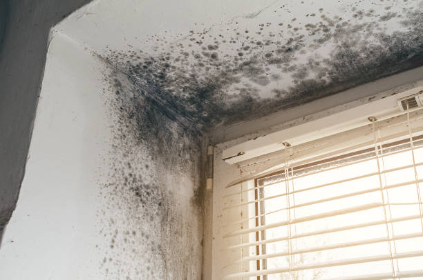 Affordable Black Mold Removal solutions in Pennington, NJ